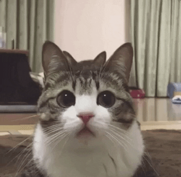 very funny cat gif